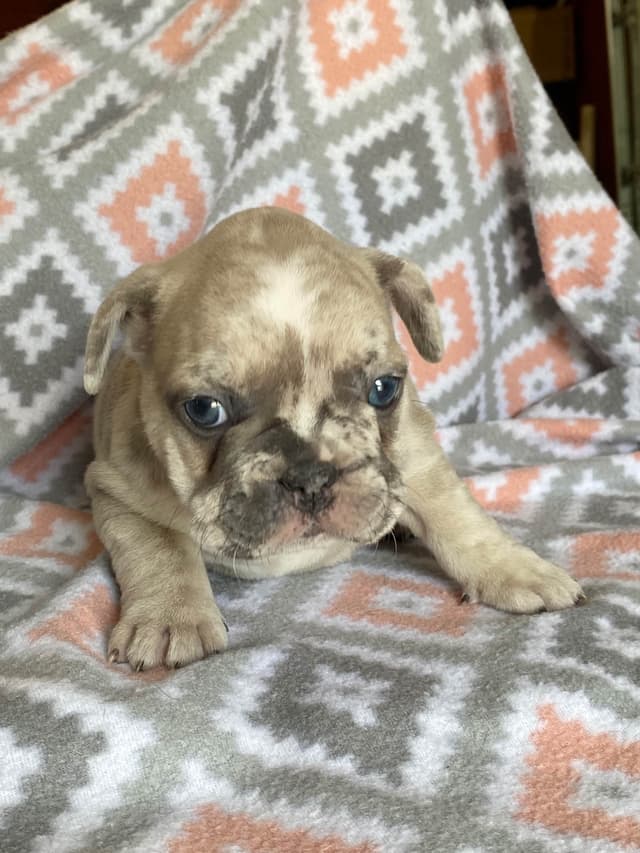 French Bulldog Puppies media 7