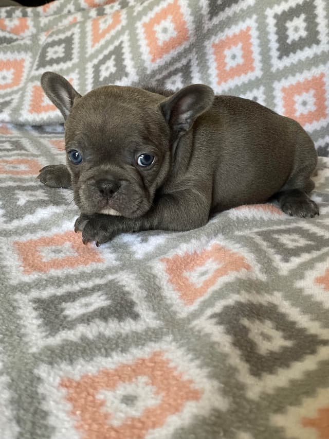 French Bulldog Puppies media 5