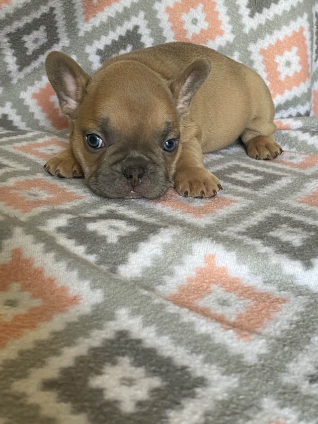 French Bulldog Puppies media 6