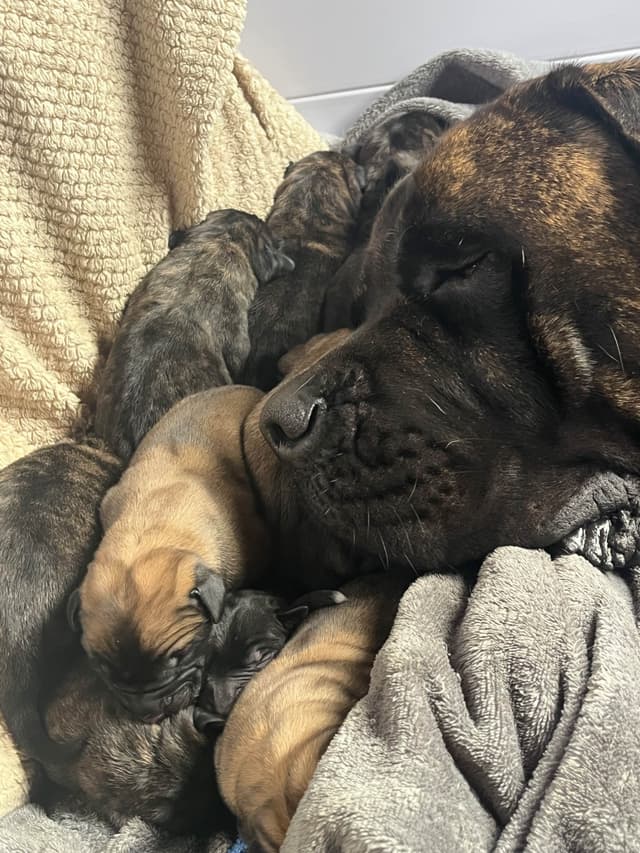 Mastiff Puppies media 4