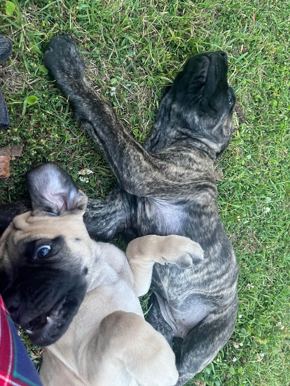 Mastiff Puppies breeder image 3