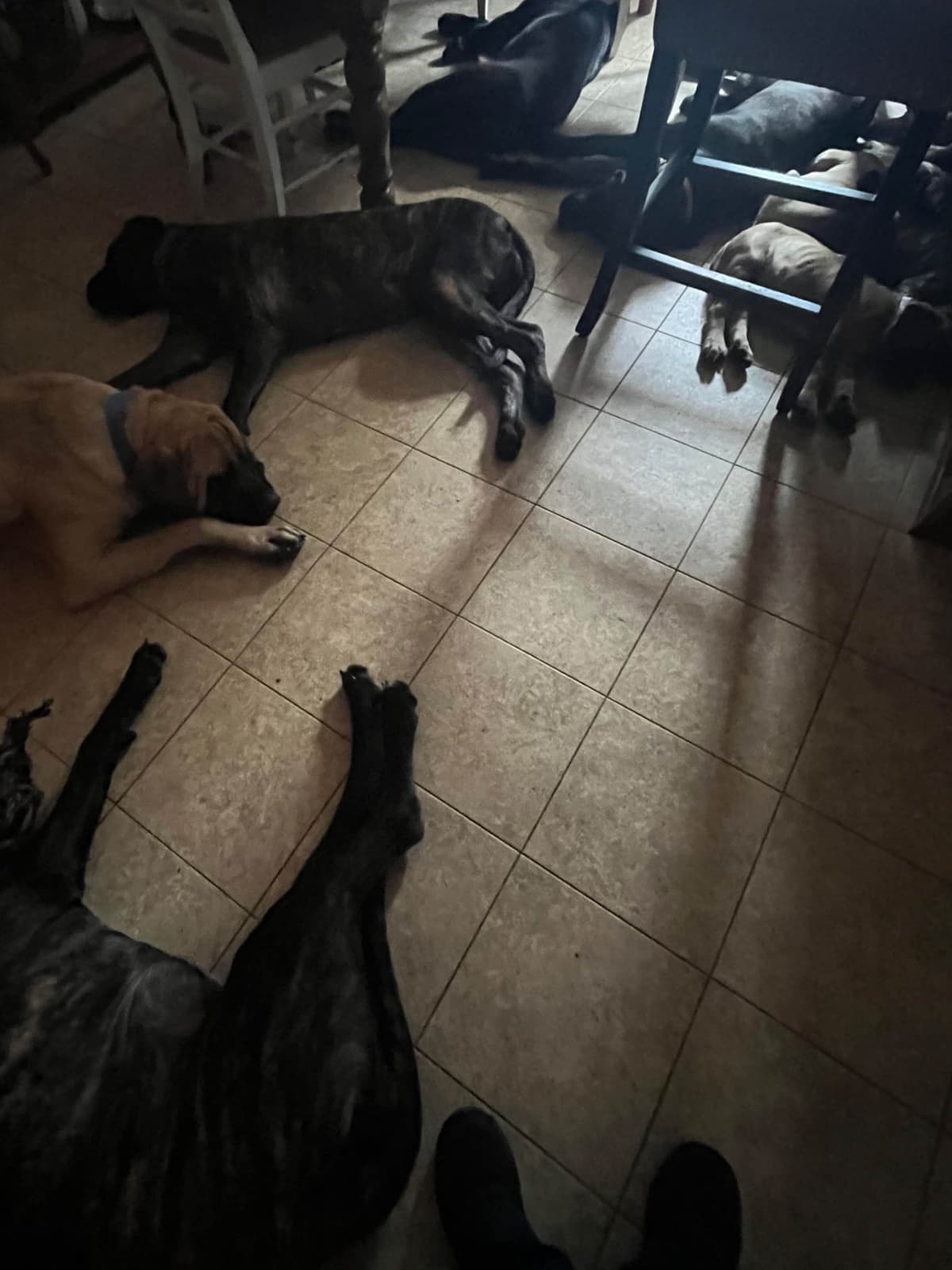 Mastiff Puppies breeder image 5