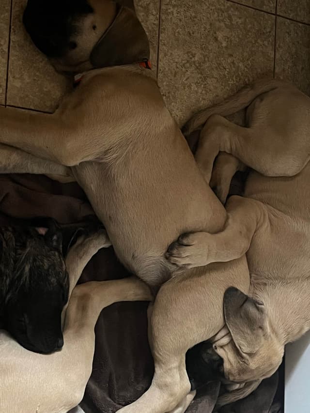 Mastiff Puppies media 5