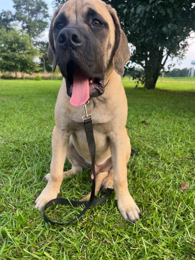 Mastiff Puppies media 3