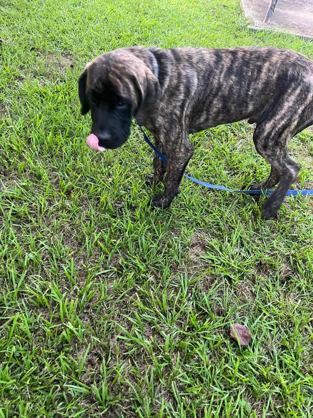 Mastiff Puppies media 2