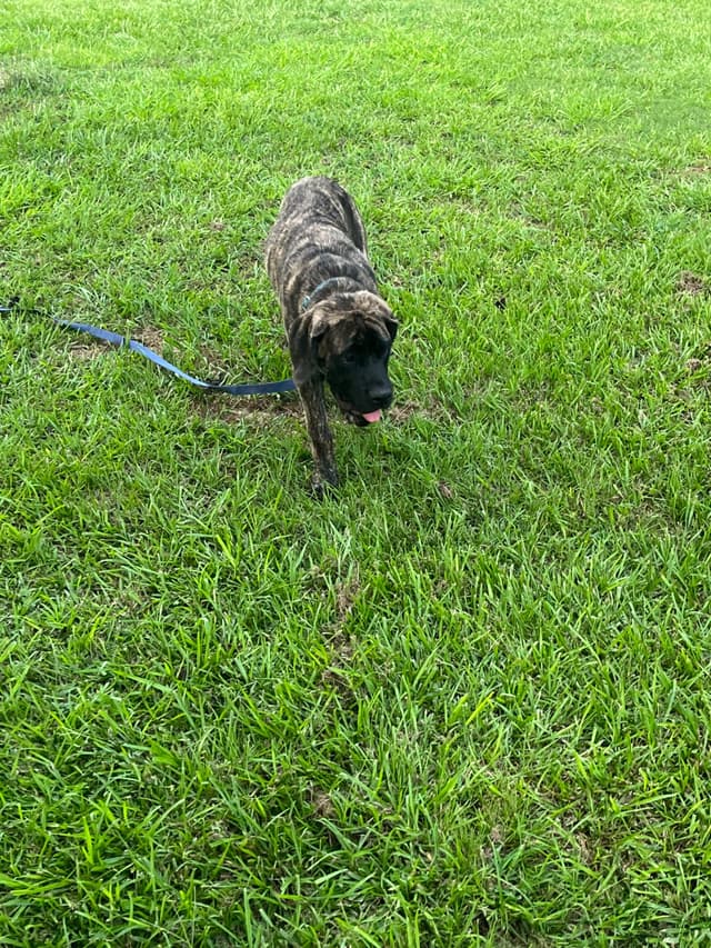 Mastiff Puppies media 9