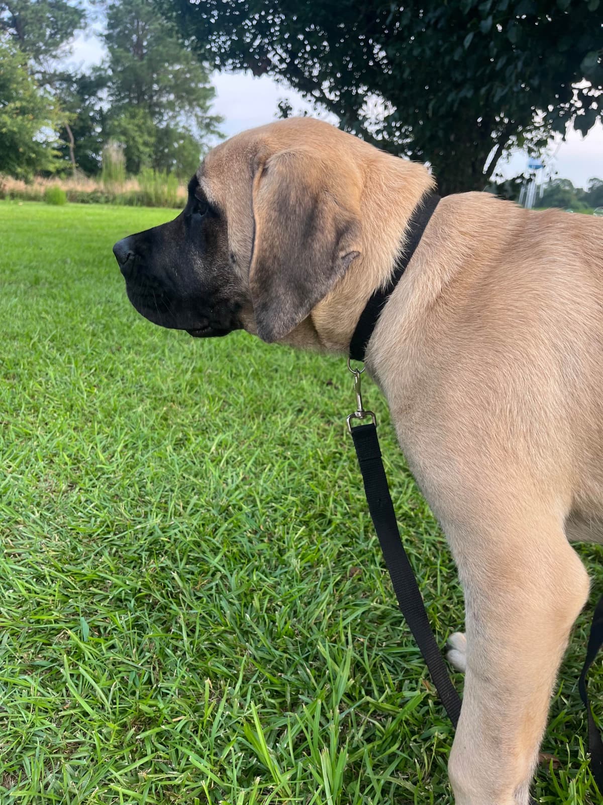 Mastiff Puppies breeder image 6