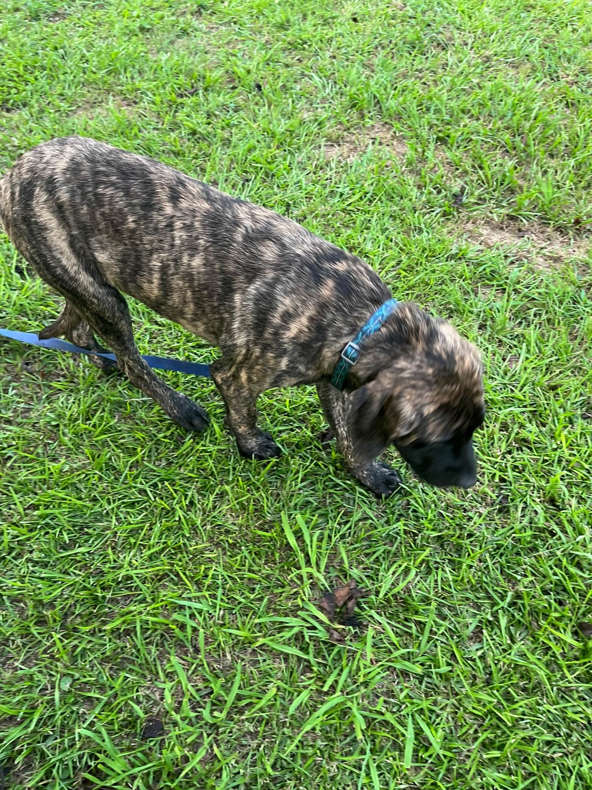 Mastiff Puppies breeder image 7