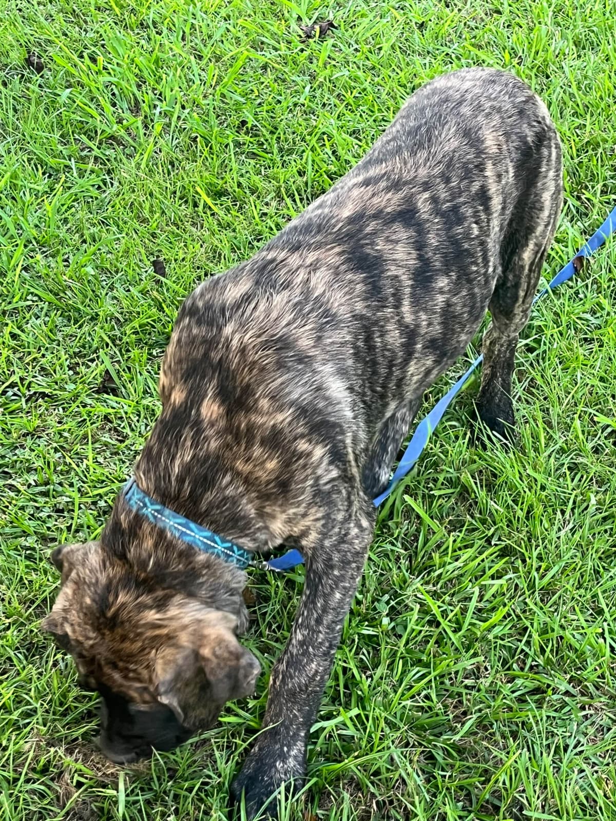 Mastiff Puppies breeder image 8