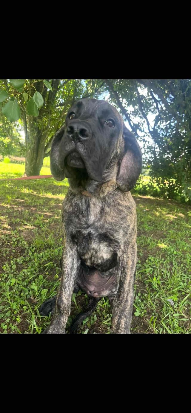 Mastiff Puppies media 11
