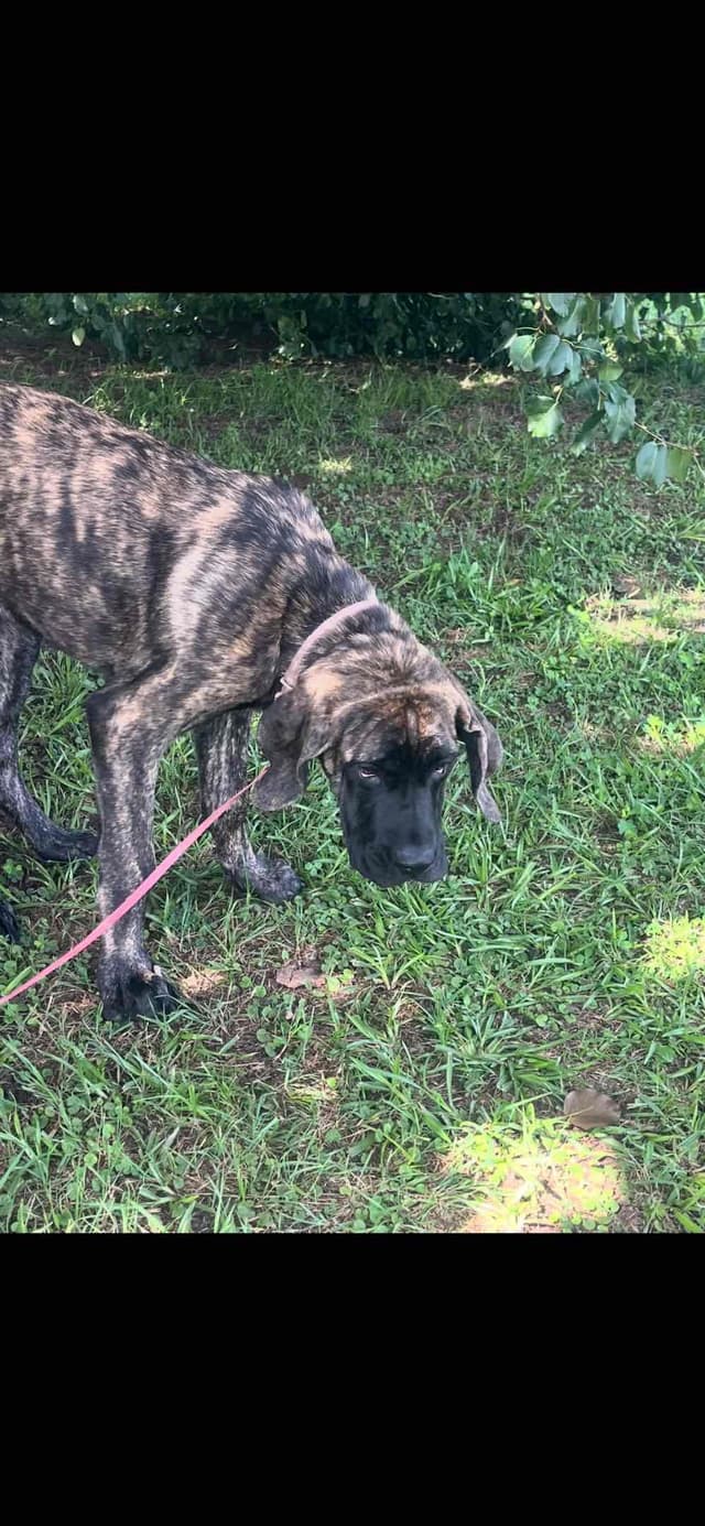 Mastiff Puppies media 12