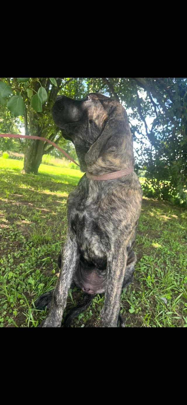 Mastiff Puppies media 13