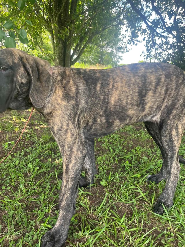 Mastiff Puppies media 14