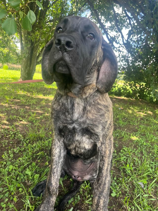 Mastiff Puppies media 15