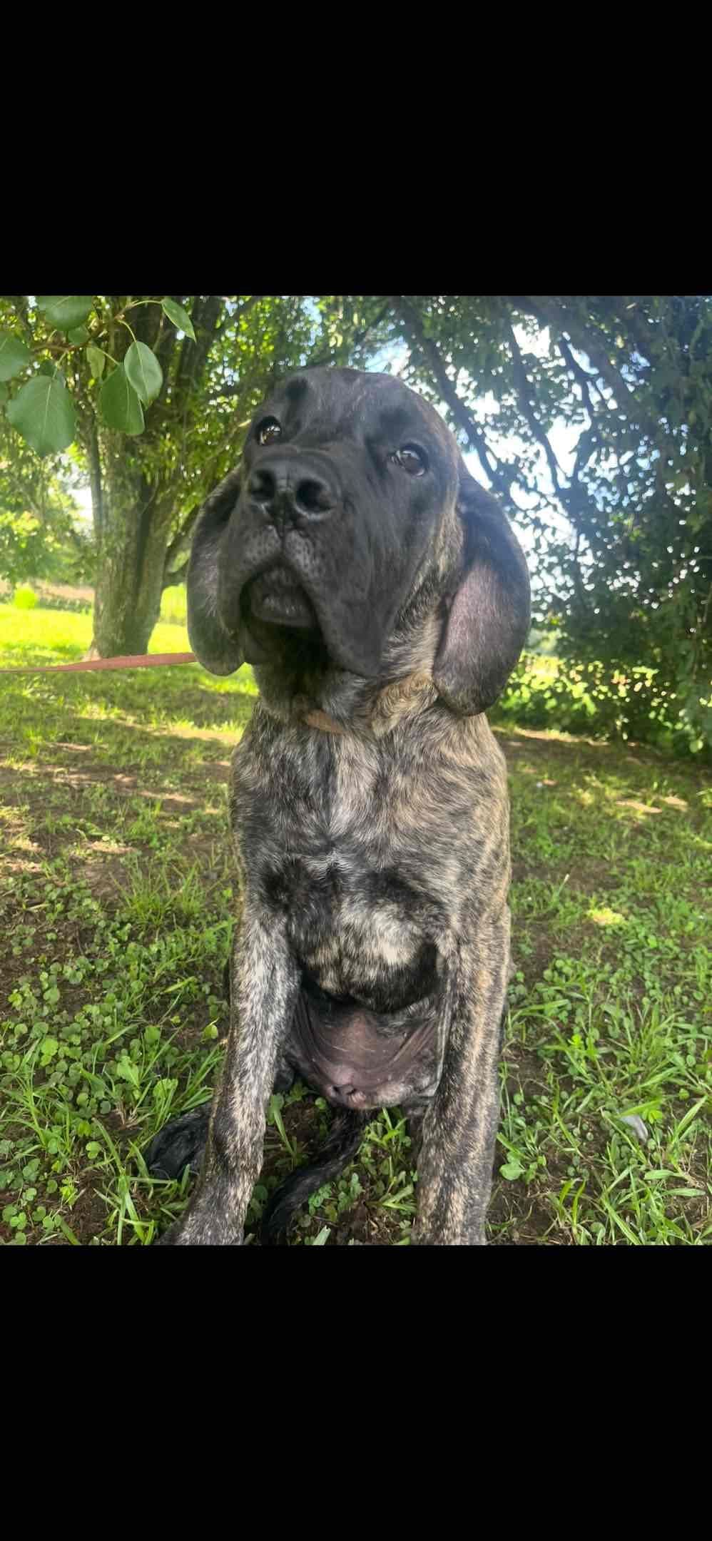 Mastiff Puppies breeder image 2