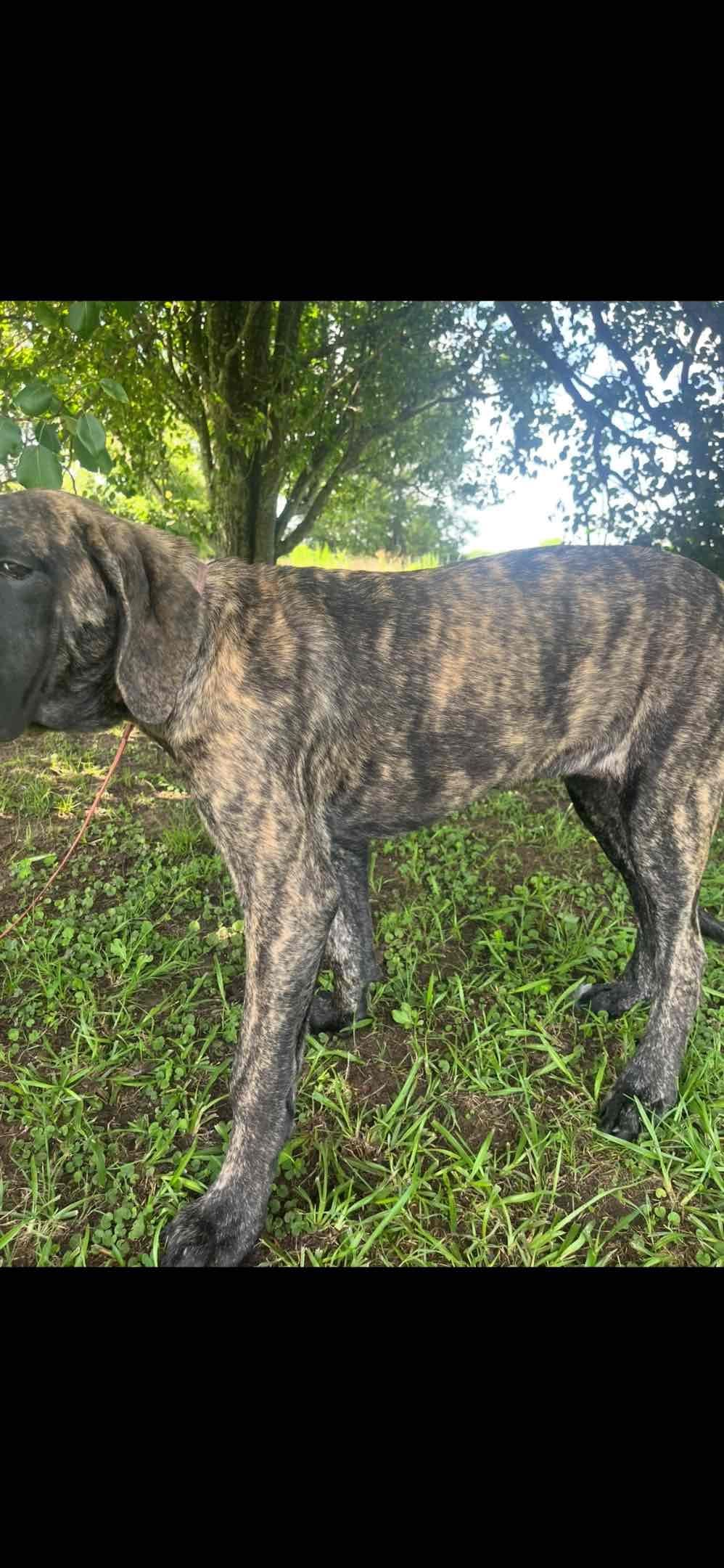 Mastiff Puppies breeder image 9
