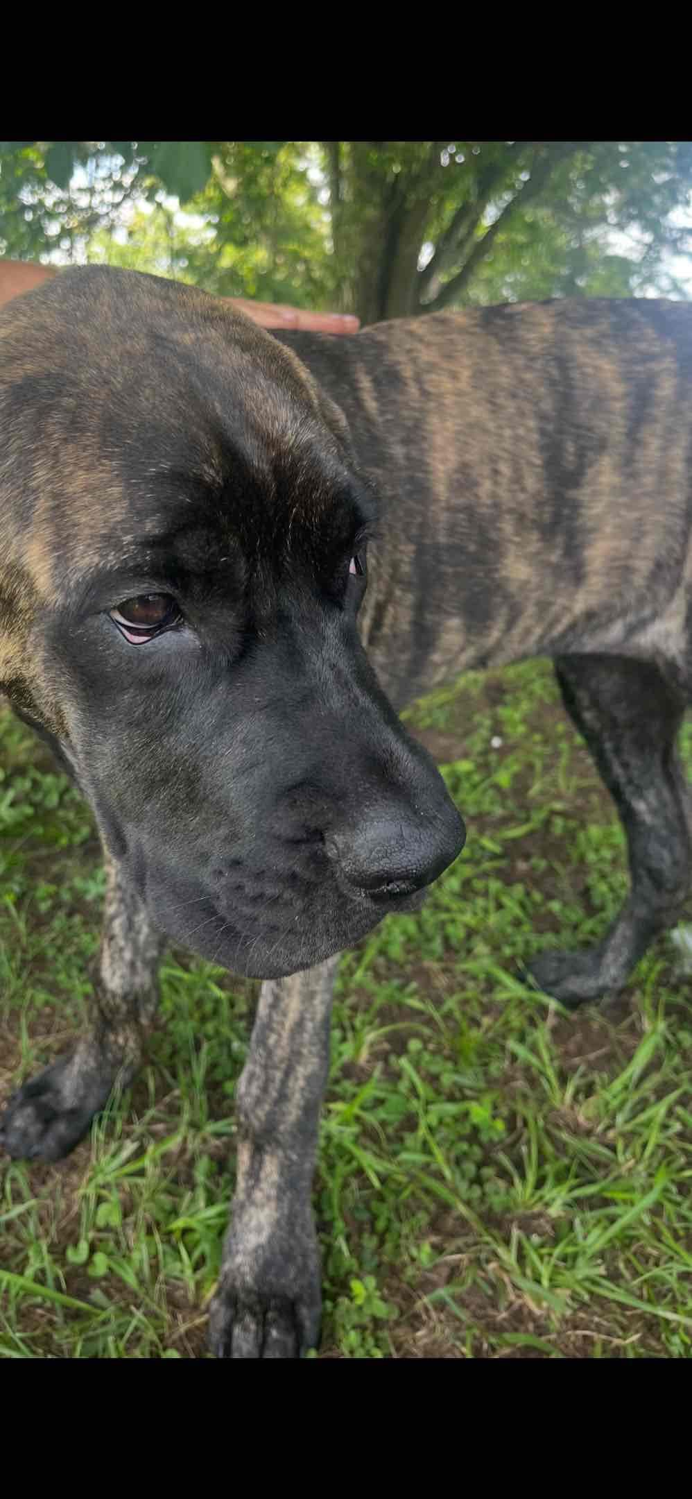 Mastiff Puppies breeder image 10