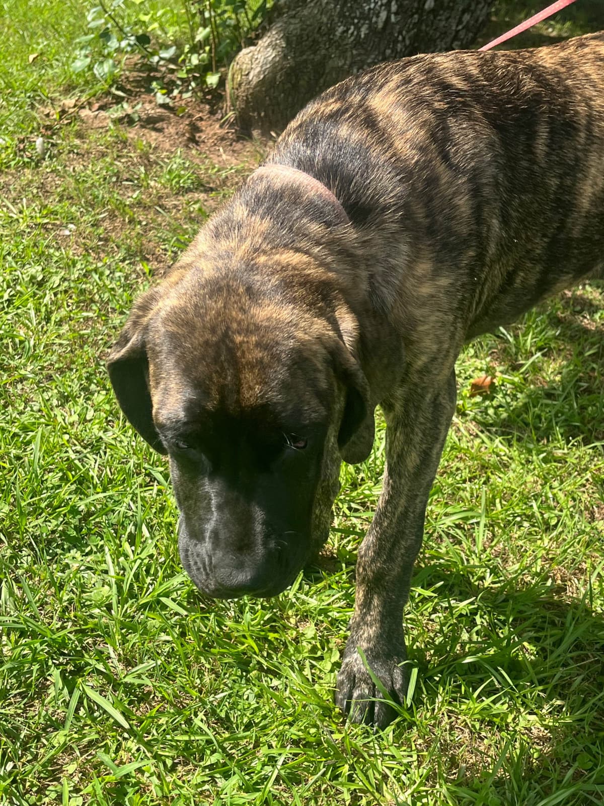 Mastiff Puppies breeder image 12