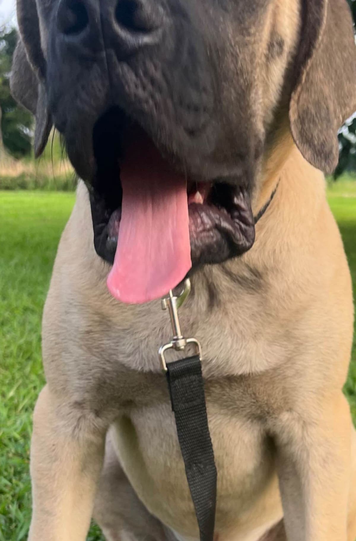 Mastiff Puppies breeder image 11