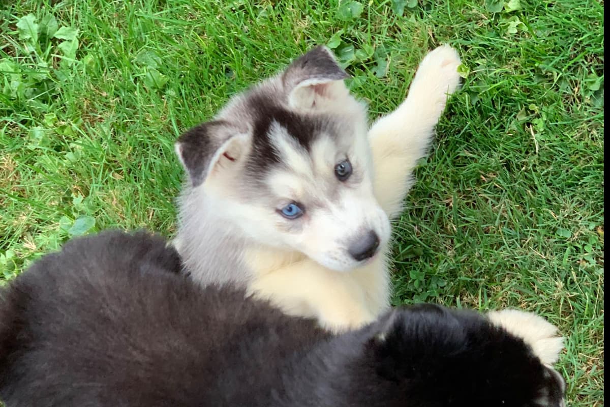 Samoyed Puppies breeder image 1