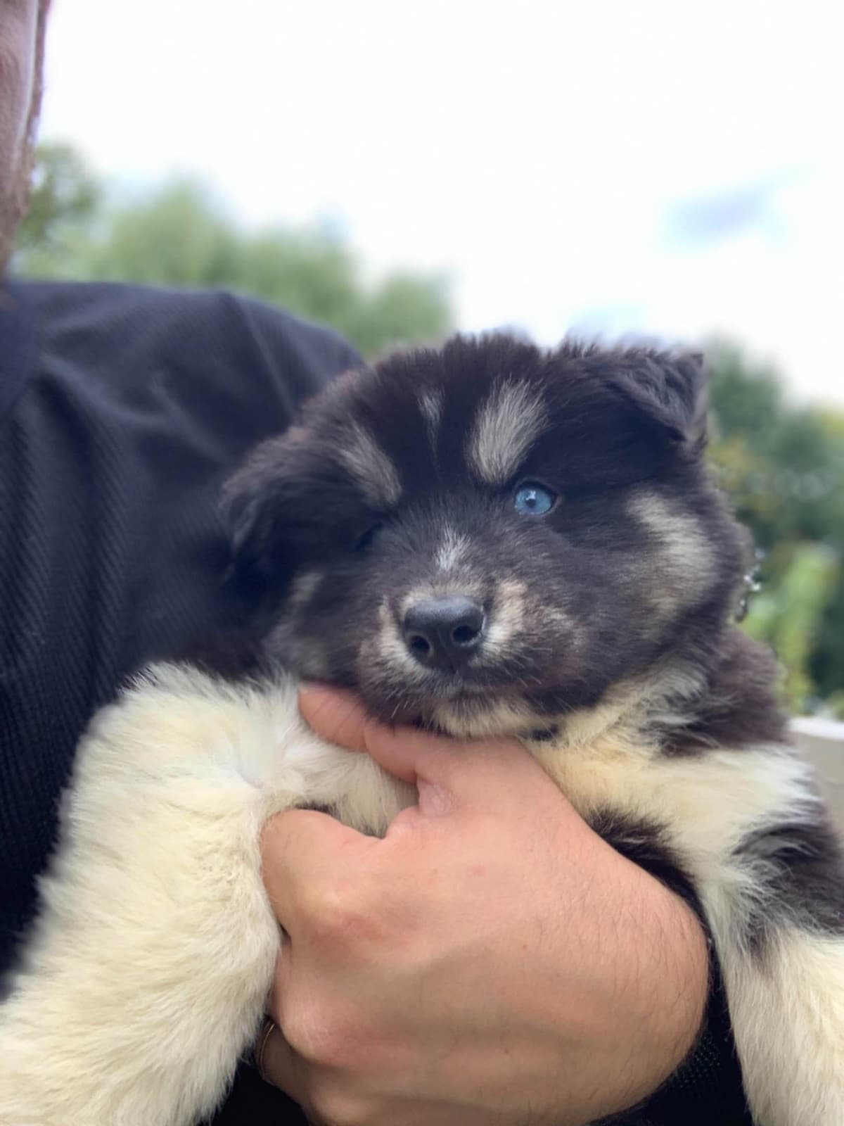 Samoyed Puppies breeder image 2