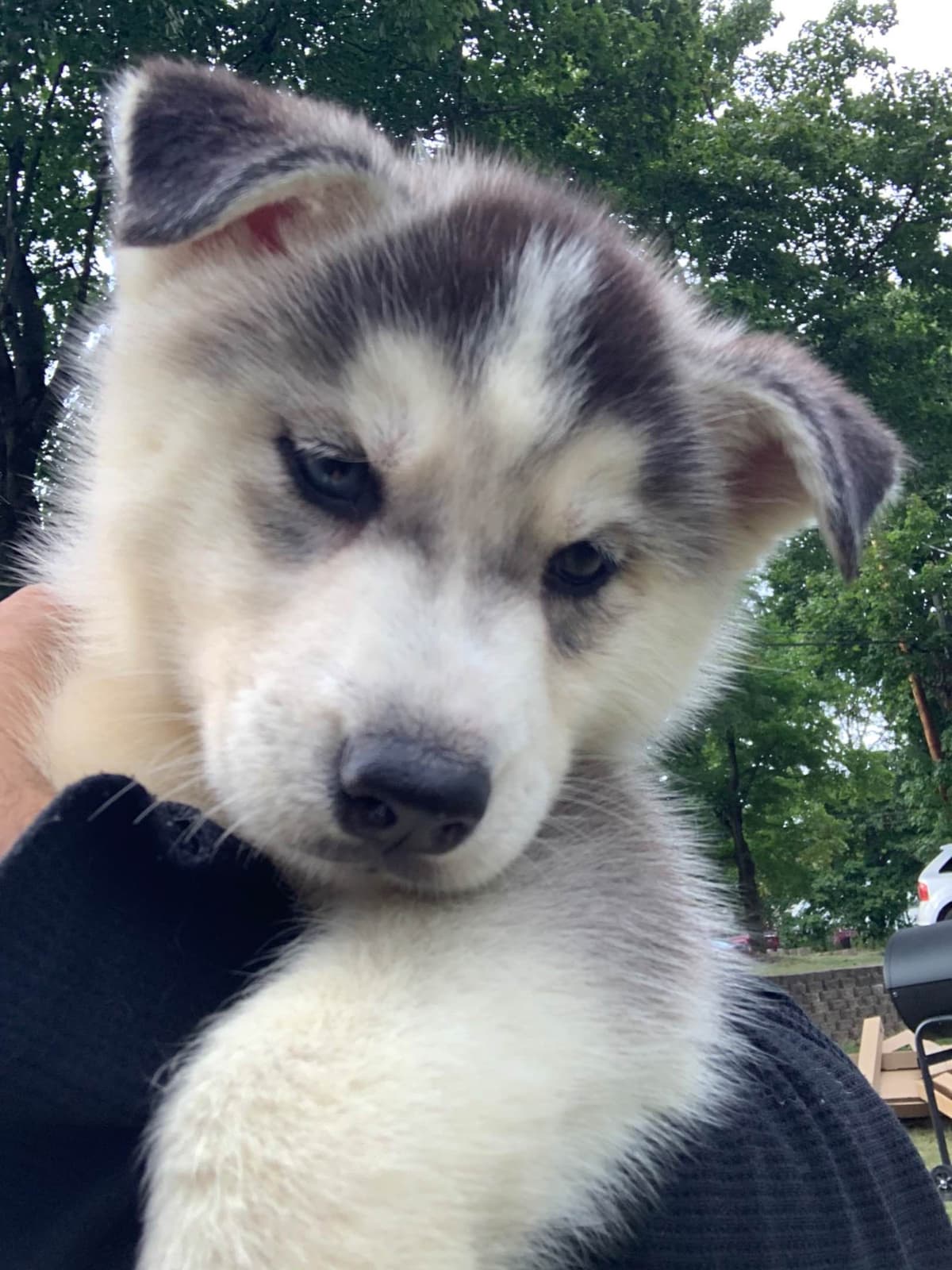 Samoyed Puppies breeder image 3