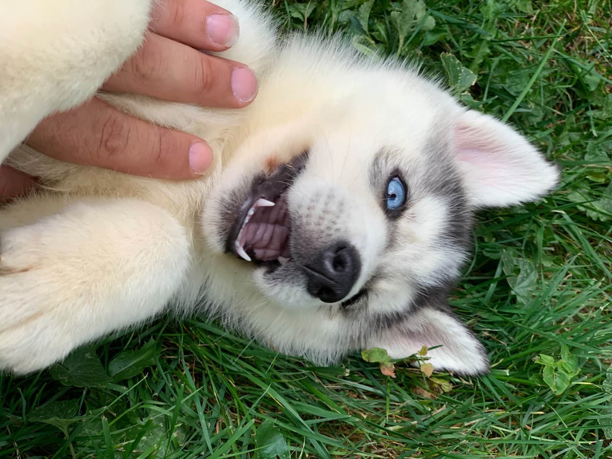 Samoyed Puppies breeder image 4