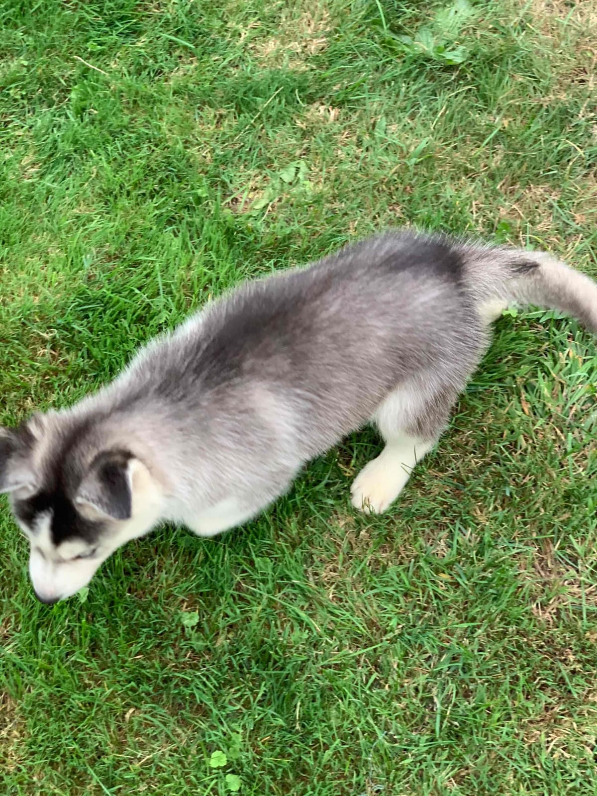 Samoyed Puppies breeder image 7