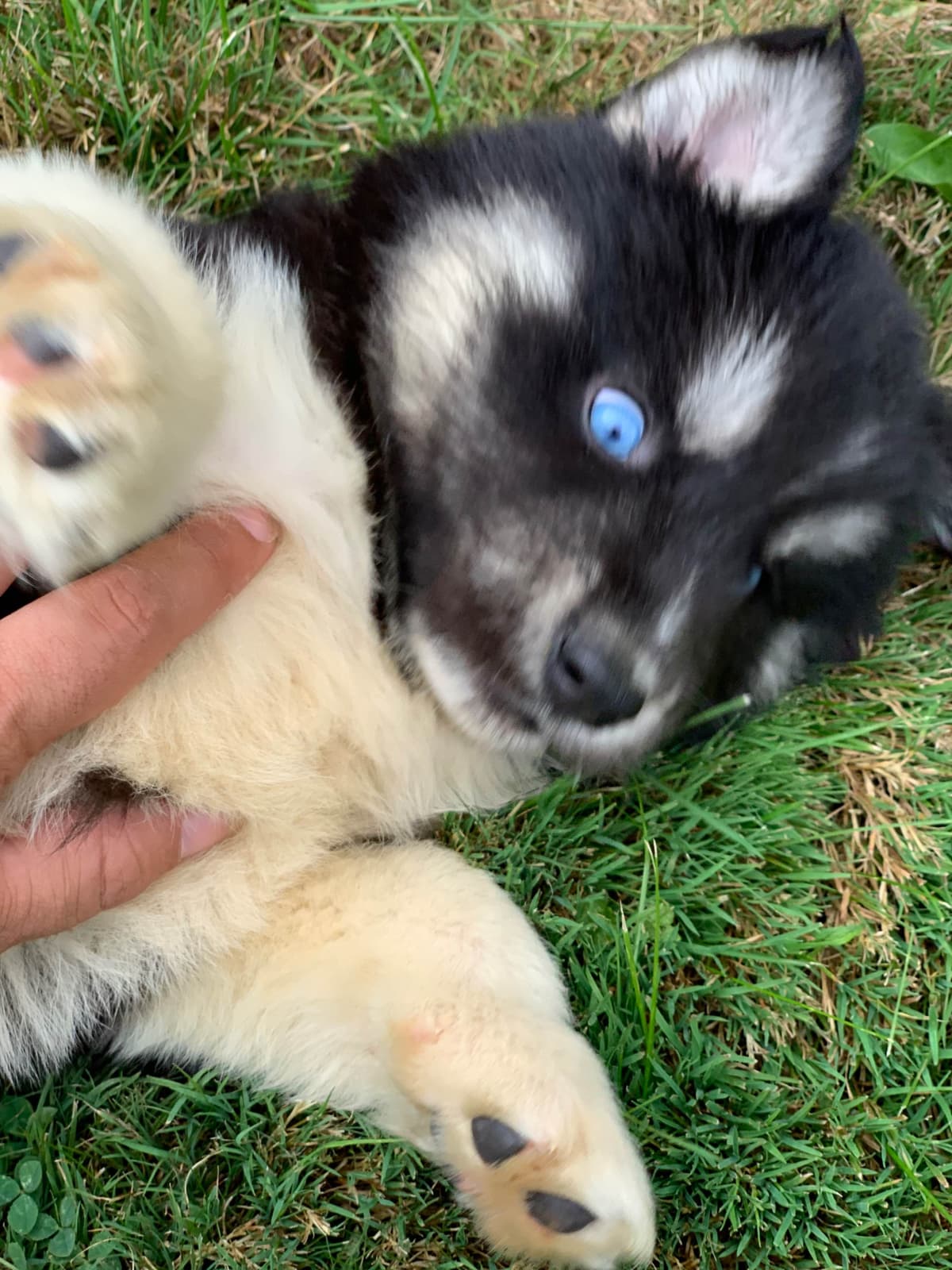Samoyed Puppies breeder image 8
