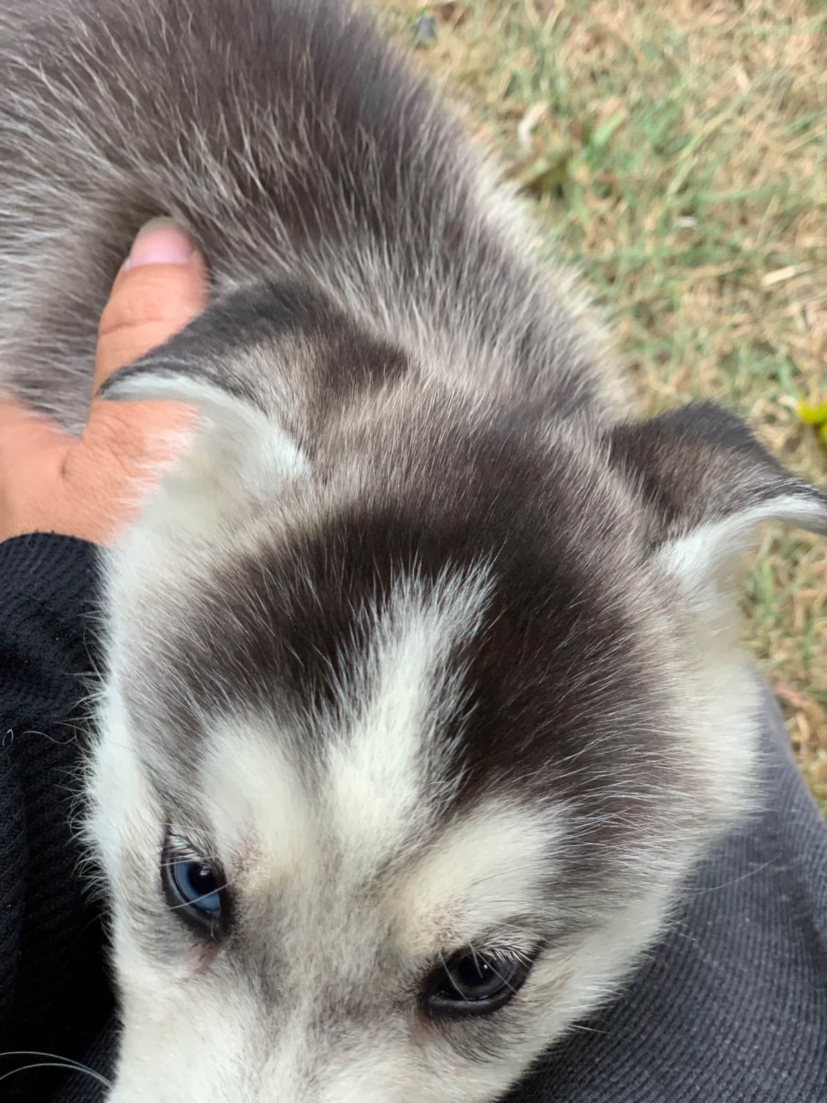 Samoyed Puppies breeder image 19