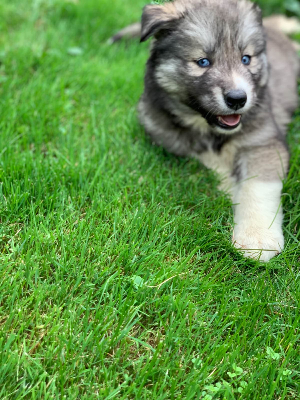 Samoyed Puppies breeder image 18
