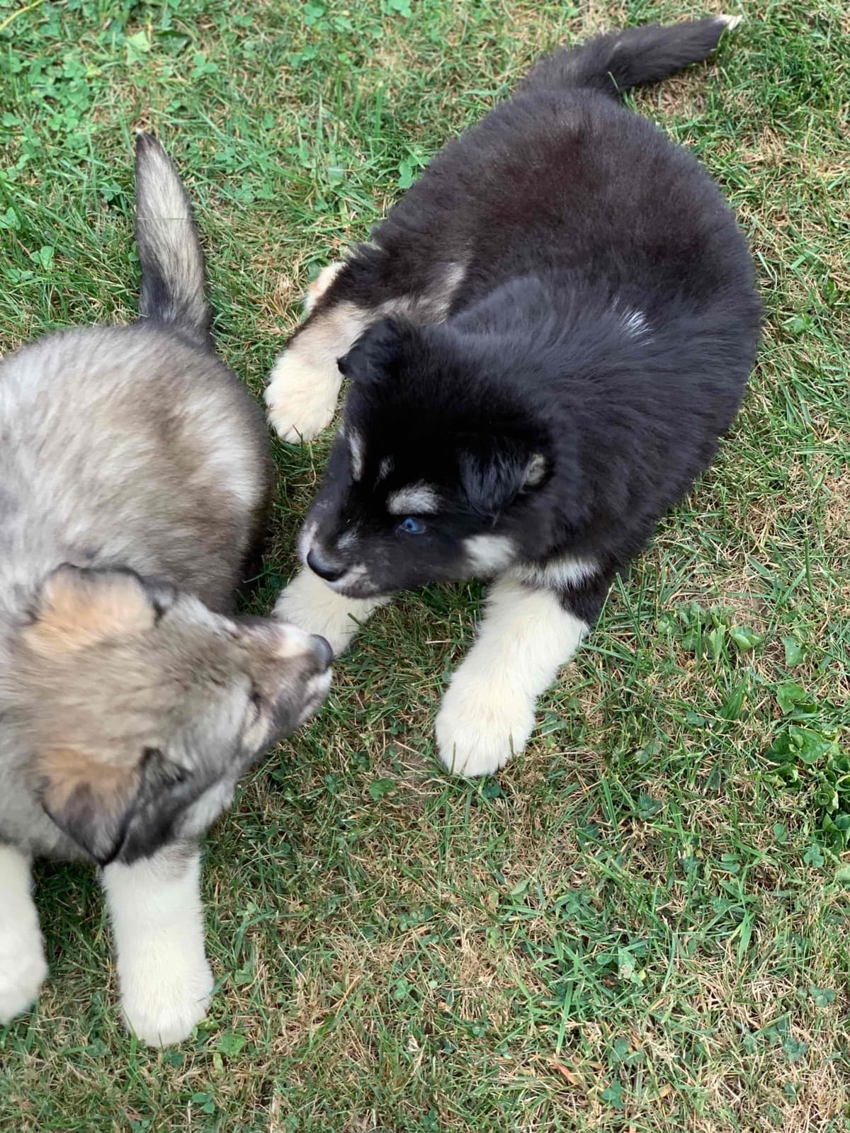 Samoyed Puppies breeder image 14
