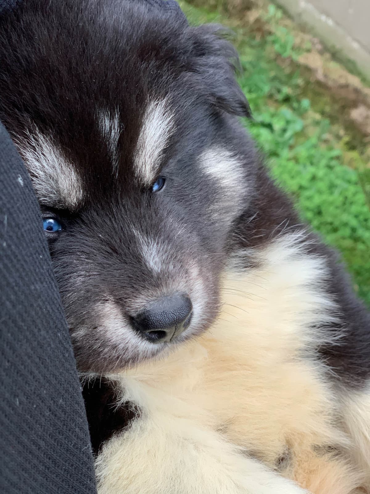 Samoyed Puppies breeder image 10