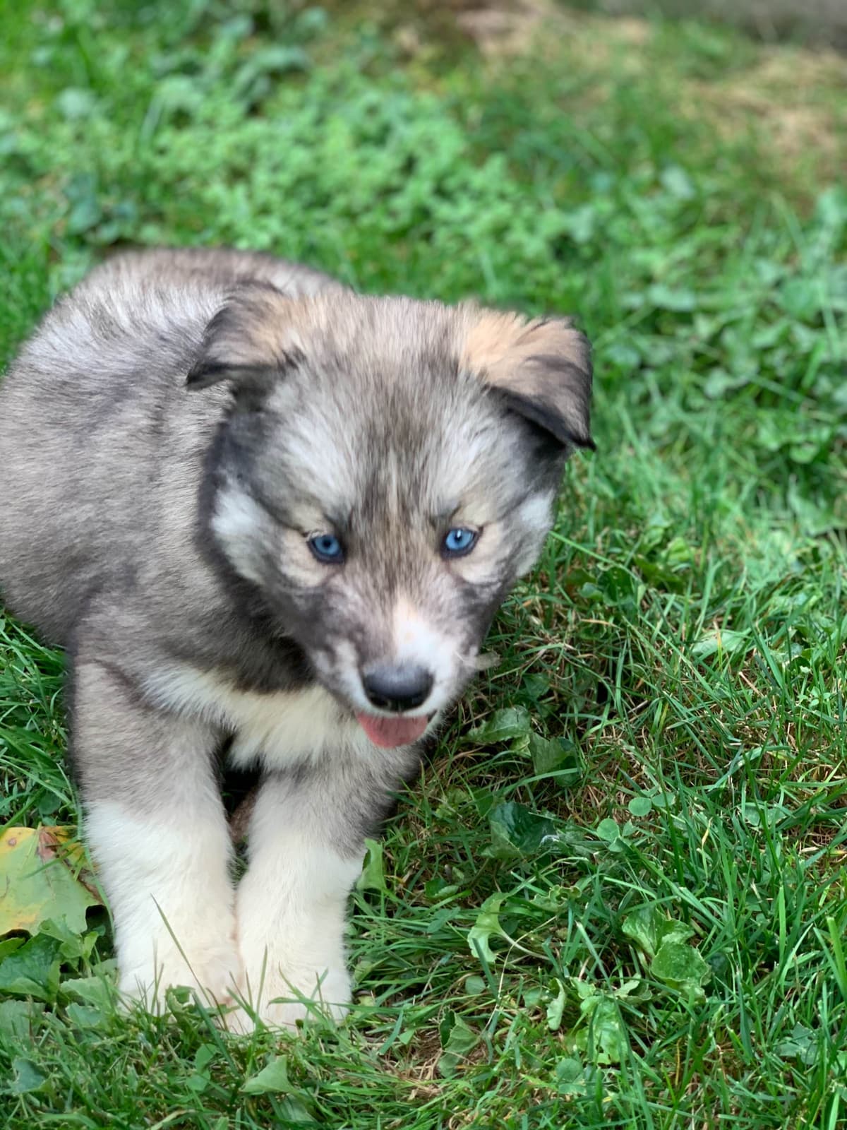 Samoyed Puppies breeder image 22