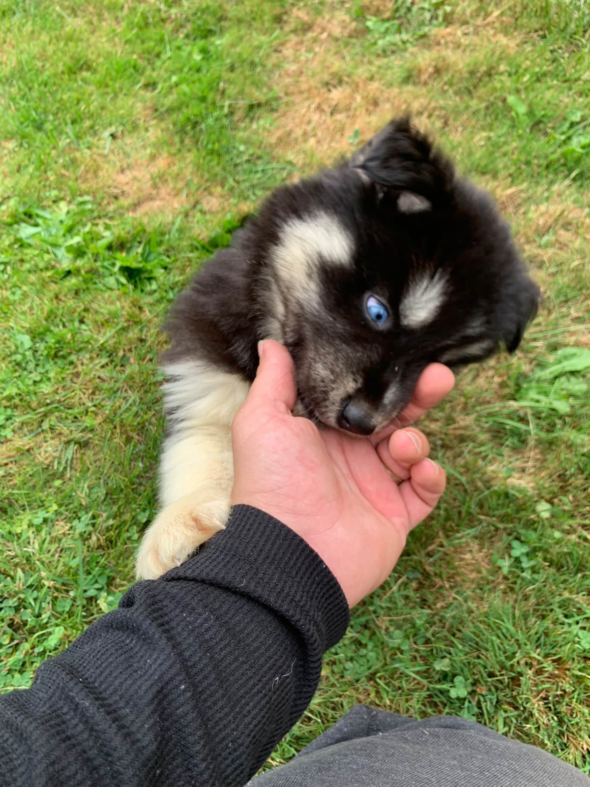 Samoyed Puppies breeder image 13