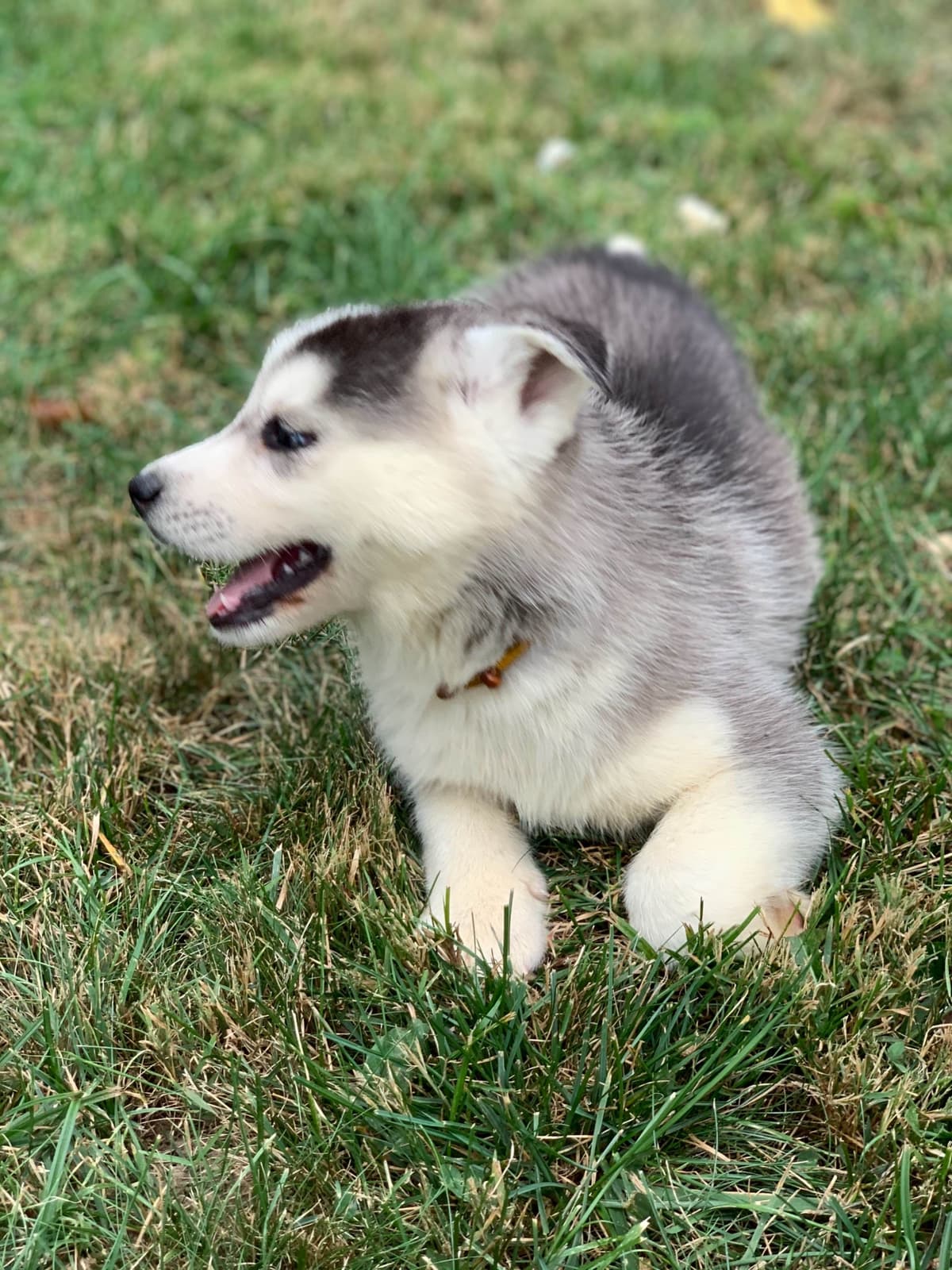Samoyed Puppies breeder image 17