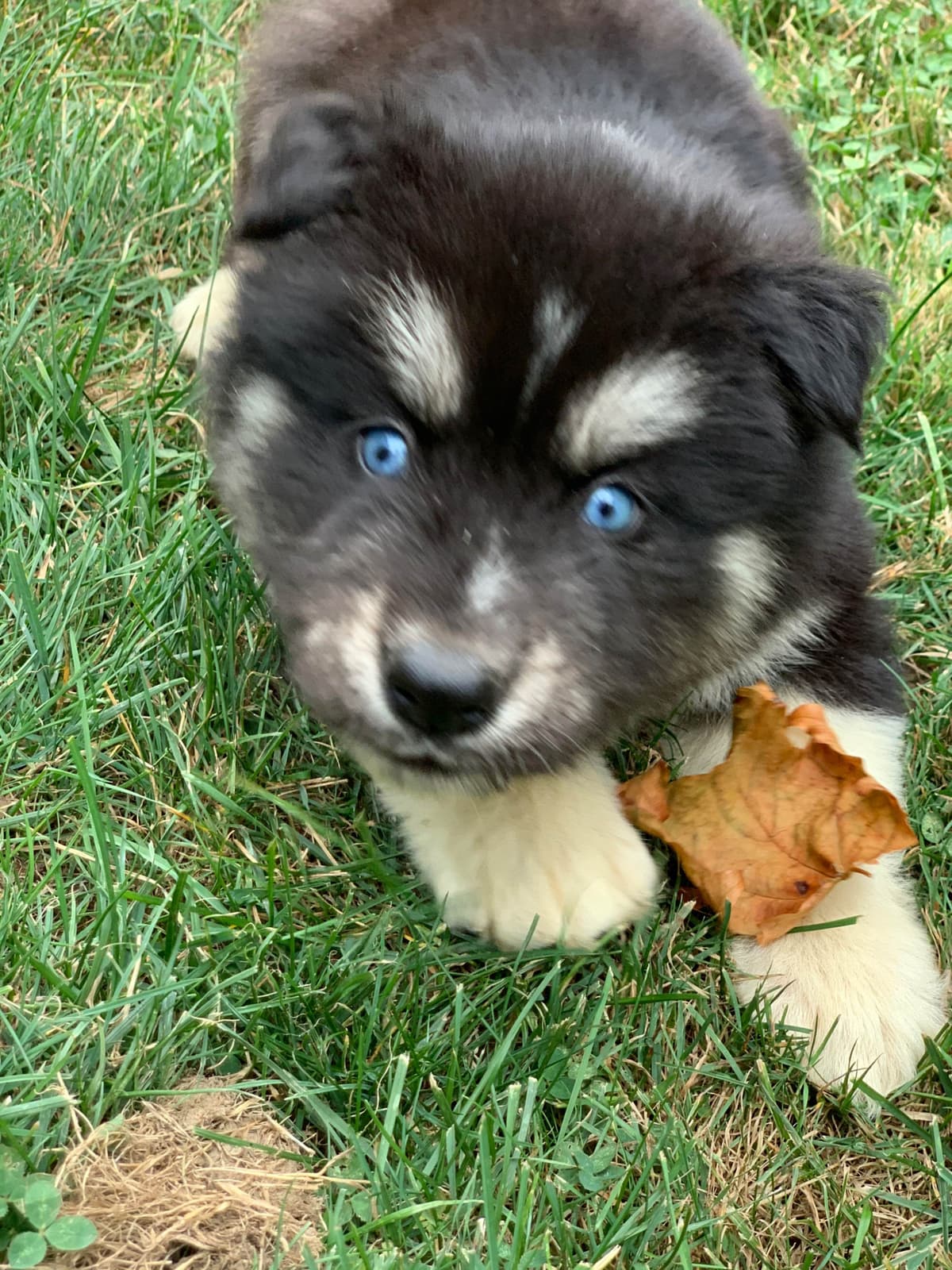 Samoyed Puppies breeder image 21