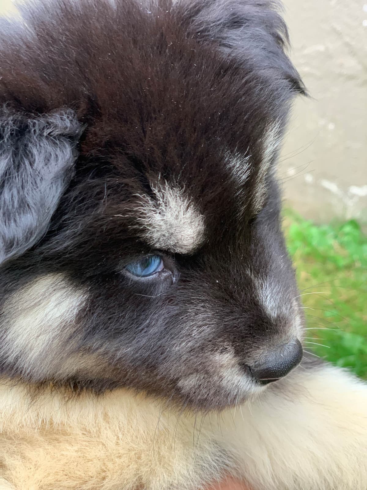 Samoyed Puppies breeder image 26
