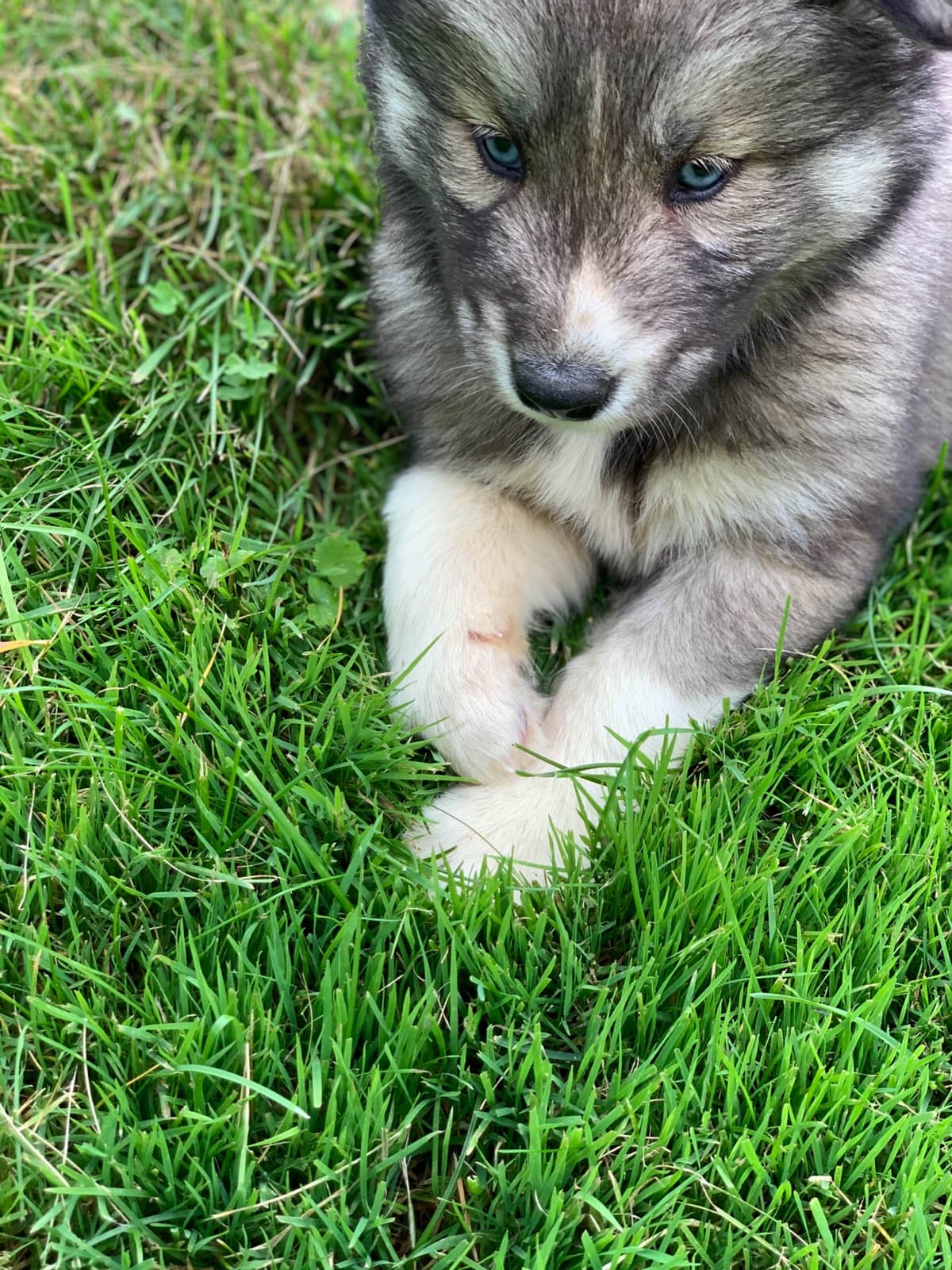Samoyed Puppies breeder image 24