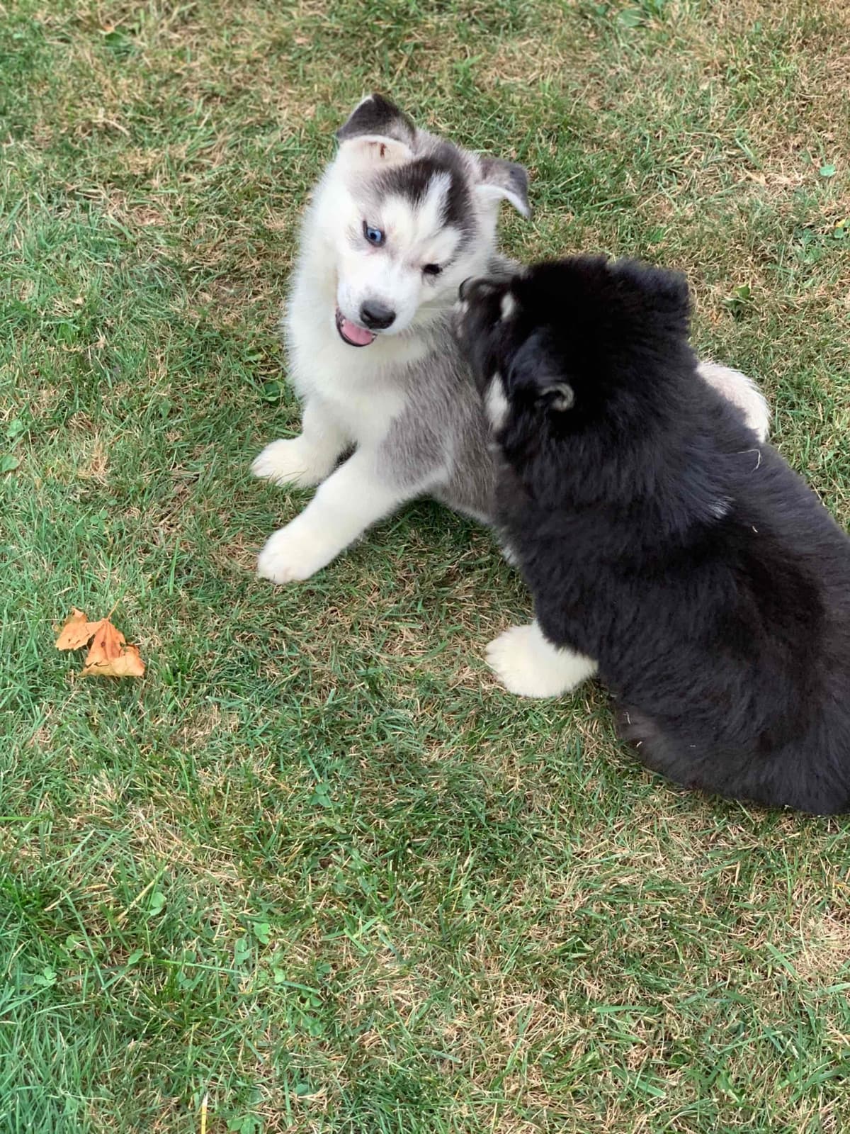 Samoyed Puppies breeder image 27