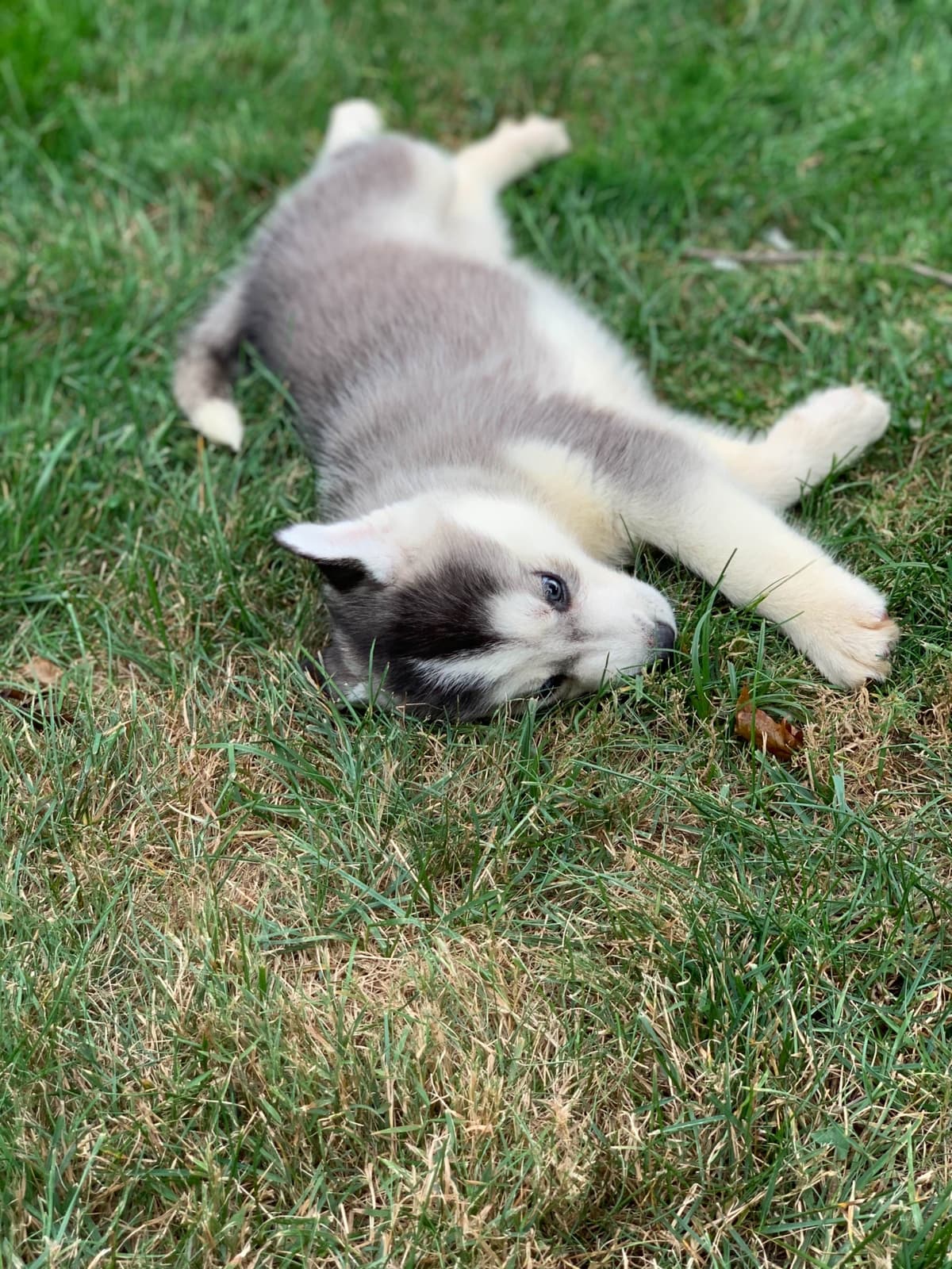 Samoyed Puppies breeder image 28