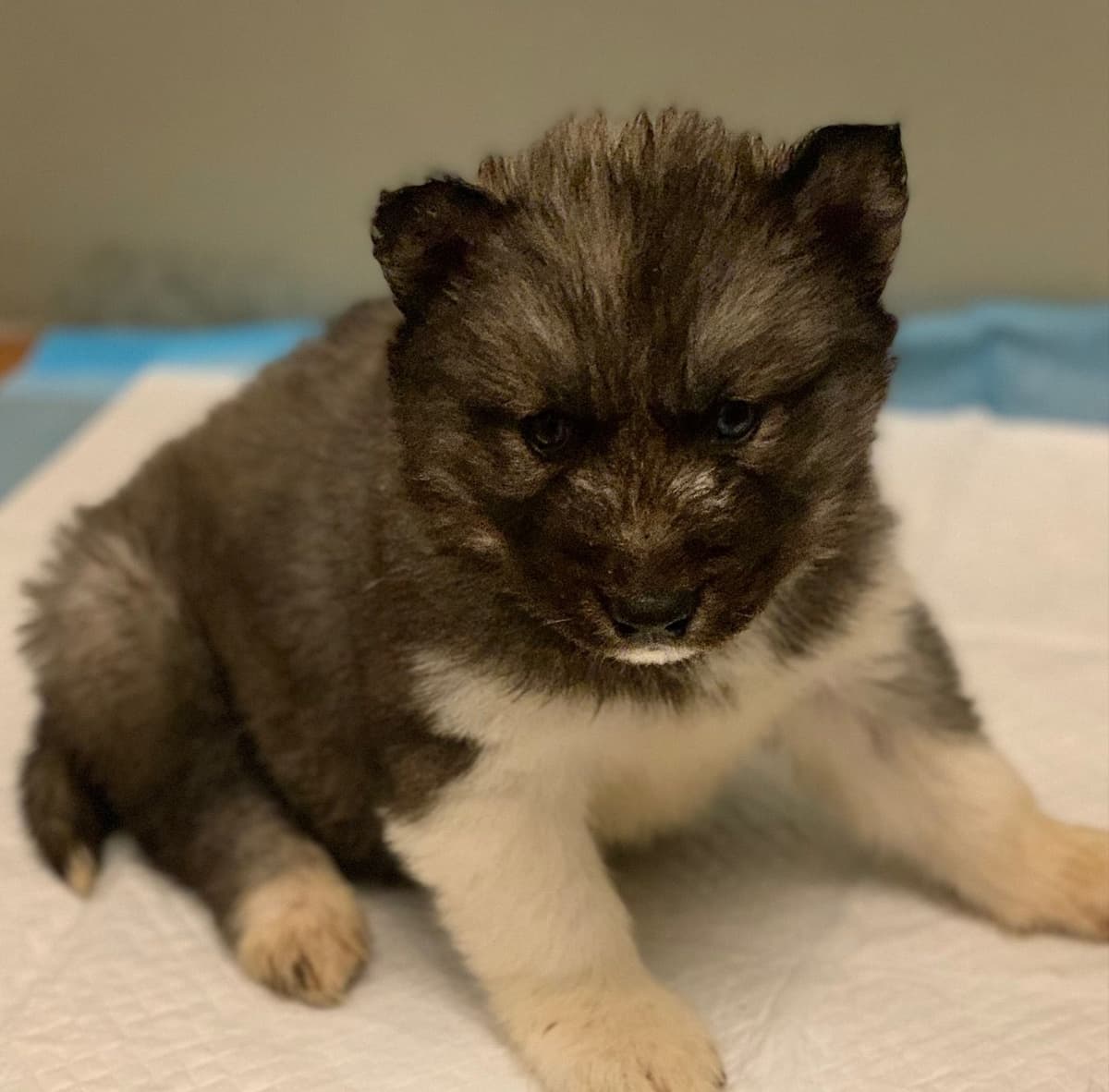Samoyed Puppies breeder image 29
