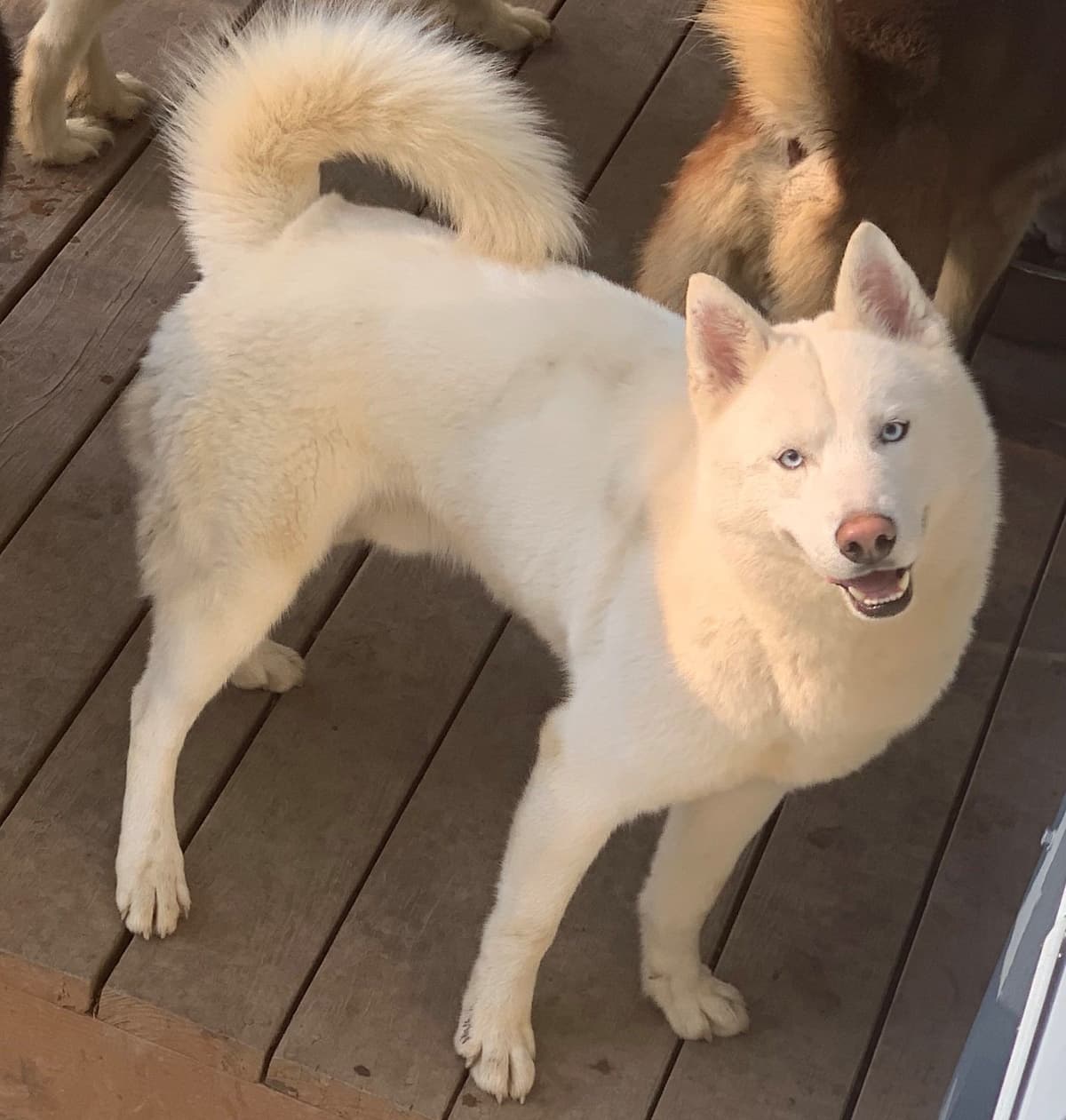 Samoyed Puppies breeder image 38