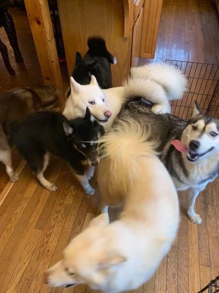 Samoyed Puppies breeder image 41