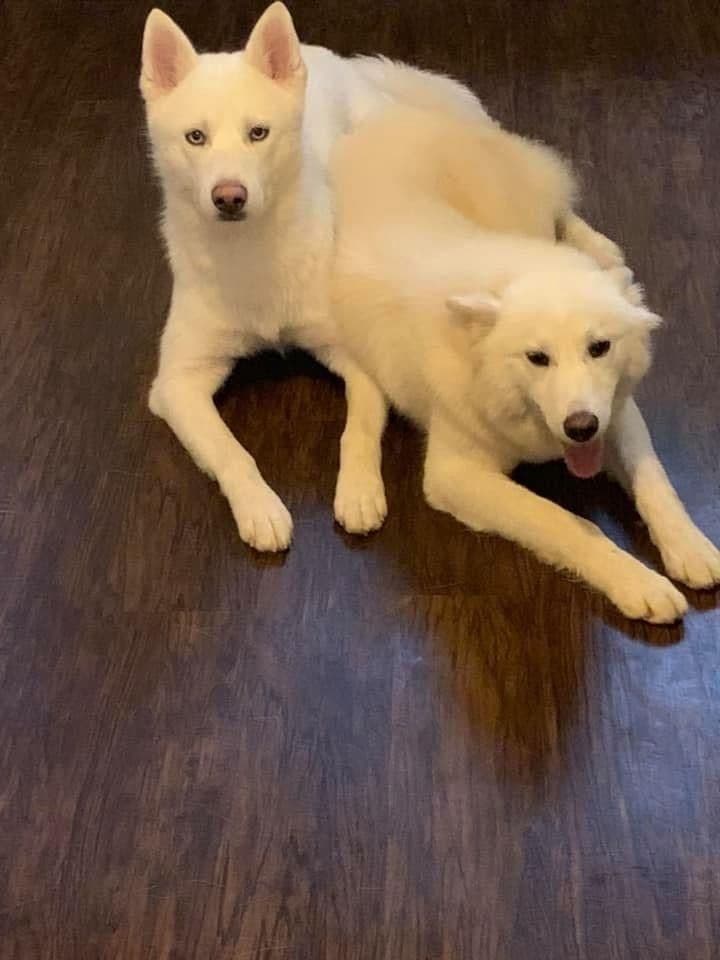Samoyed Puppies breeder image 42