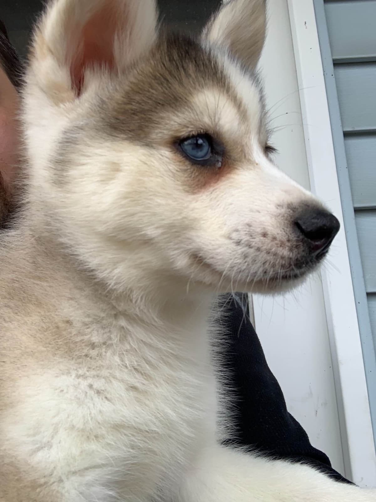 Samoyed Puppies breeder image 45