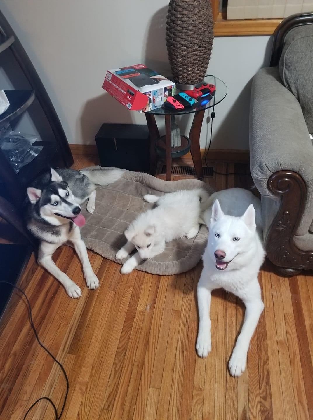 Samoyed Puppies breeder image 47