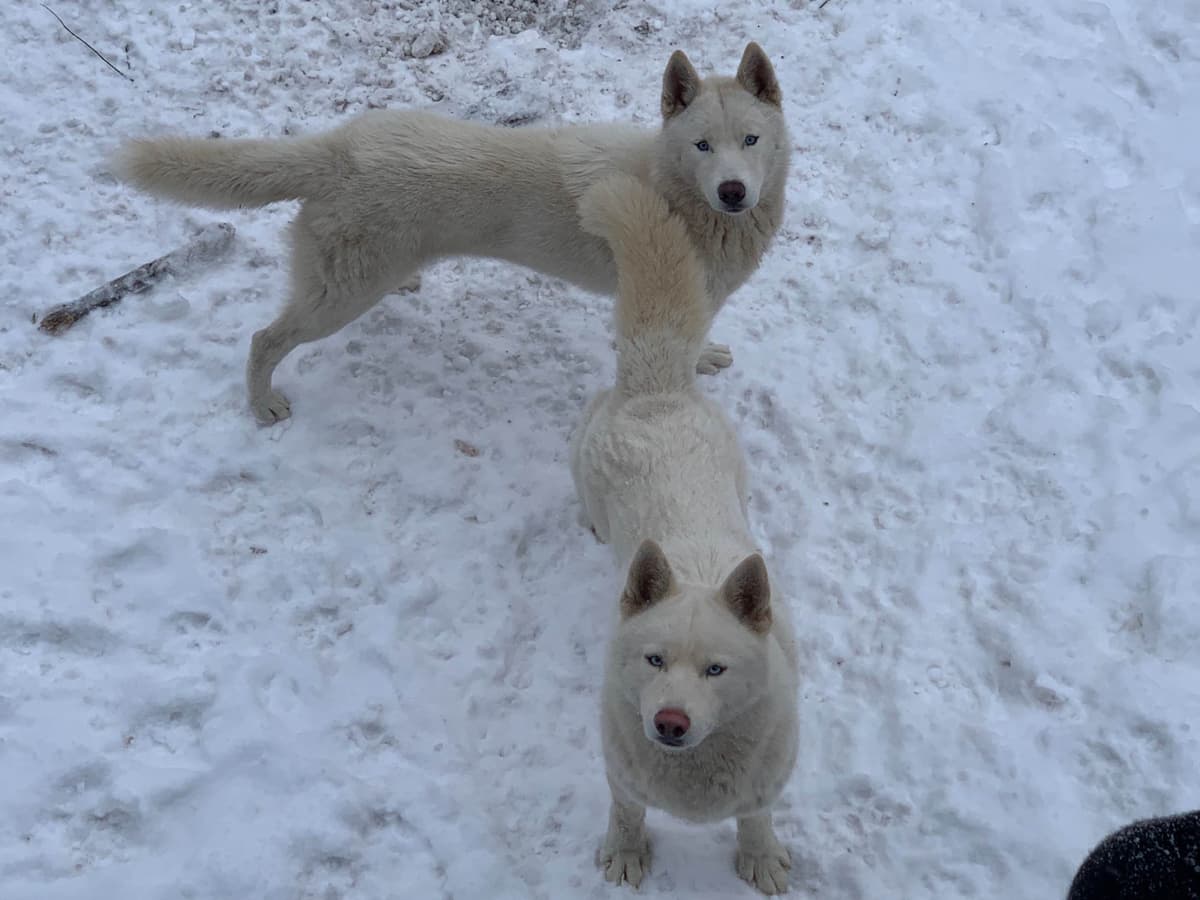 Samoyed Puppies breeder image 48