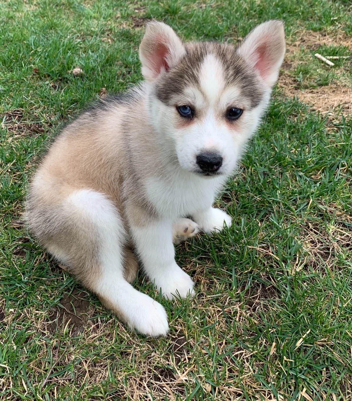 Samoyed Puppies breeder image 50