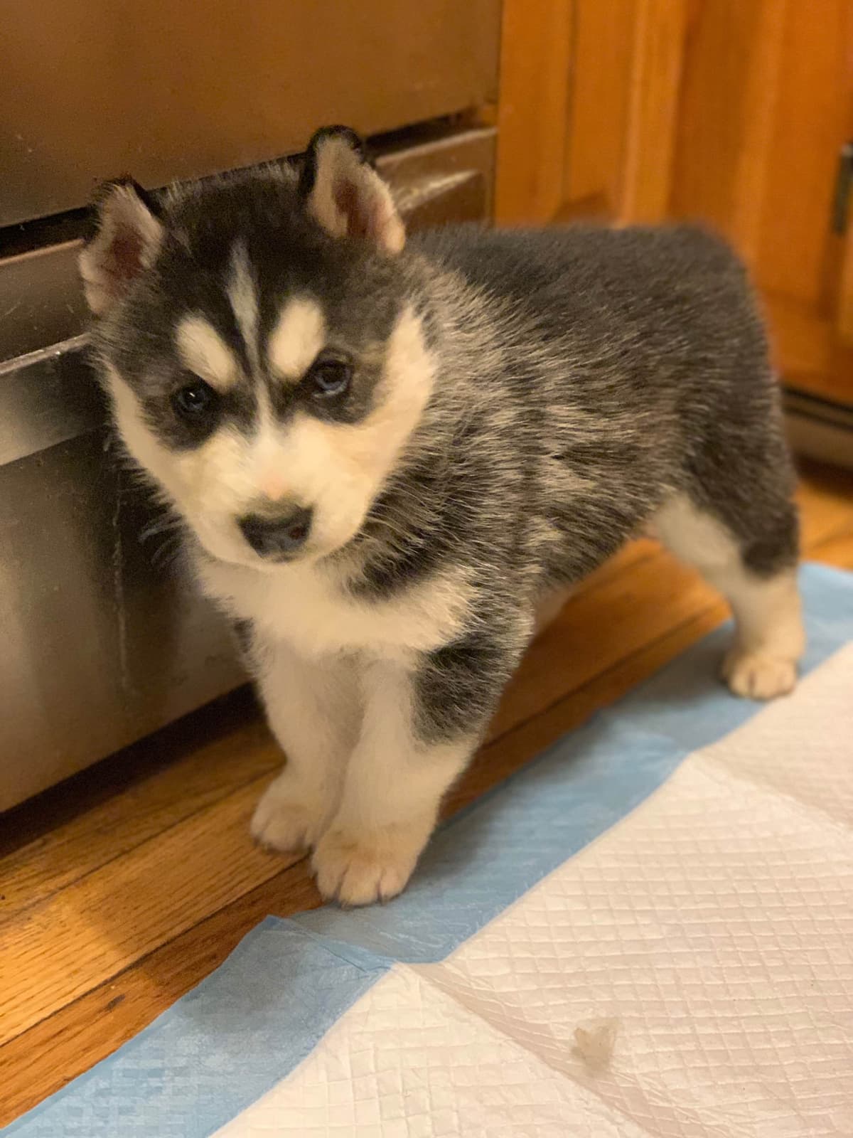 Samoyed Puppies breeder image 51